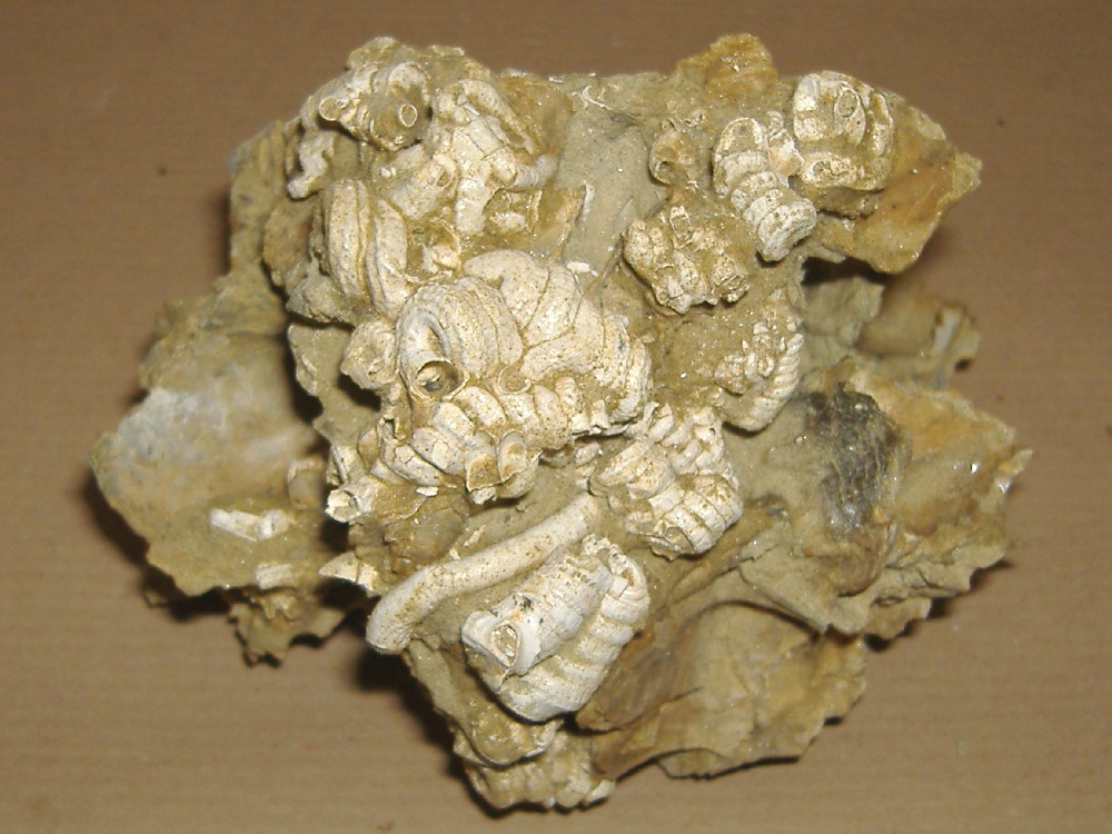 Petaloconchus glomeratus (Linneo, 1758) - Pliocene - Asti